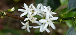 Coffee Flowers